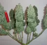 Mainlining Cannabis: A Step-by-Step Visual Guide