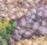 Best Strains to Grow in Maine (2026): An Expert Grower's Guide