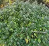 Outdoor Cannabis Grow Spots: The Ultimate Guide to Sun, Soil & Stealth (2026)