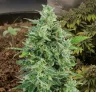 OG Kush Anbautagebuch Woche für Woche