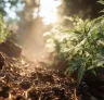 How to Apply Organic Growing Methods to Cannabis Strains