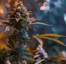 How to Maximize THC: An Advanced Grower's Guide to Training & Potency