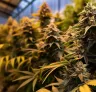 Photoperiodische Cannabissamen erklärt: Wie Lichtzyklen deine Ernte steuern