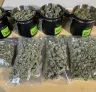 How to Trim Cannabis: The Ultimate Guide to Wet vs. Dry Trimming