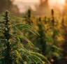 Study: Environmental Impacts of Cannabis Cultivation