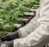 Study: Exploring Yield, THC Levels, and Genetics Growing Cannabis Indoor