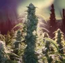 Study: How Cold Stress Affects Cannabis Growing