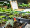 Study: How Nitrogen Rates Shape CBD Cannabis Yields