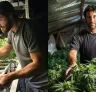 Study: How Small-scale Cannabis Growers Around The World Share Their Harvest