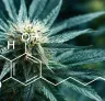 Study: Quantification of THC Levels in Different Varieties of Cannabis Sativa