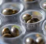 Study: Revolutionize Cannabis Seed Germination with Hydrogen Peroxide
