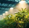 Study: The Impact of High Light Intensities in Vegetative Stages