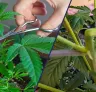 Super Cropping vs. Topping: Welche Technik bringt höhere Cannabis-Erträge?
