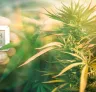 Optimizing Temperature and Humidity for Feminized Cannabis Growth