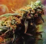 Study: Unveiling the True Connection Between Cannabis Effects, Flavors, and Chemical Composition