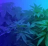 Top 5 Easiest Feminized Cannabis Seeds to Grow for Beginners