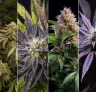 Top	6 Most Relaxing Indica Strains for Sleep and Stress Relief