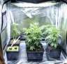 Top 7 Easiest Photoperiod Cannabis Strains for Beginner Growers