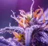 Terpenes Explained: How to Grow the Best Tasting Strains