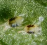 Identify and Get Rid of Spider Mites on Cannabis (Fast, Safe, and For Good)