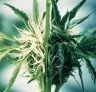 Cannabis-Hybridisierung verstehen: Wie neue Sorten entstehen