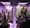 Autoflowers vs. Photoperiods: The Ultimate Guide to Choosing Your Cannabis Strain (WSE Lab Tested)