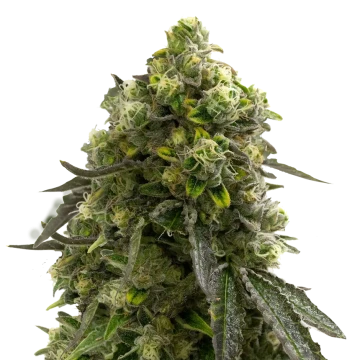 ᐅ Feminized Seeds (Female Seeds) | Buy @ WSE ⇒ Delivery Guaranteed