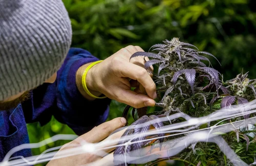 How to Spot The Best Autoflower Breeders in 2021