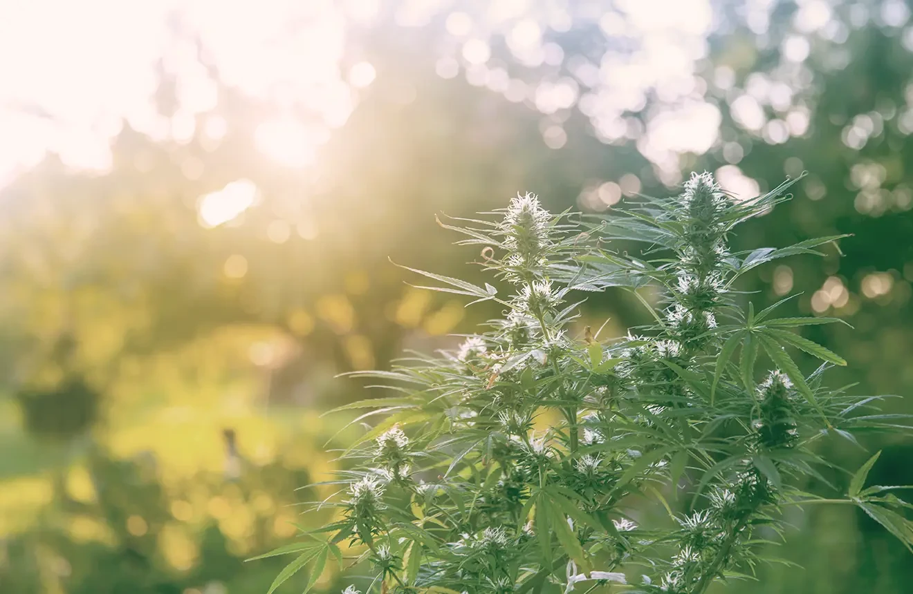 Looking for the best cannabis seeds for the UK climate to grow outdoors? Read this blog!