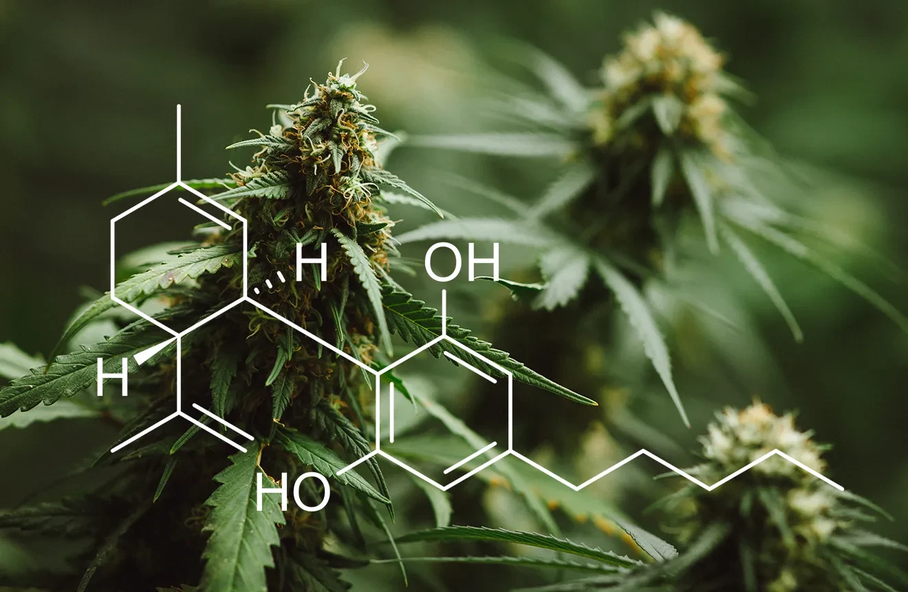 Curious to the best CBD strains? Check this top 5! 