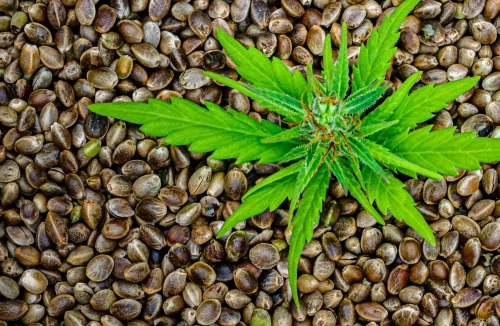  Best Online Seed Bank for Marijuana Seeds - 2021 UPDATE