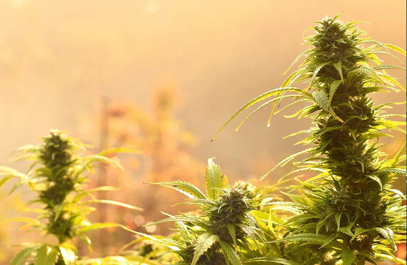 Curious to the best strains for a hot humid climate? Check this blog! 