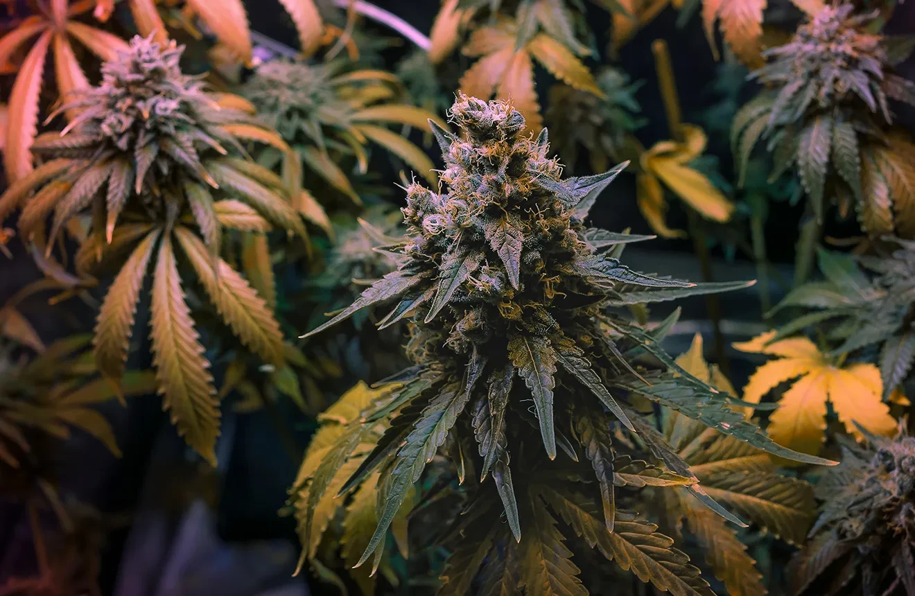 So, what are the best strains for energy? Check this top 5! 