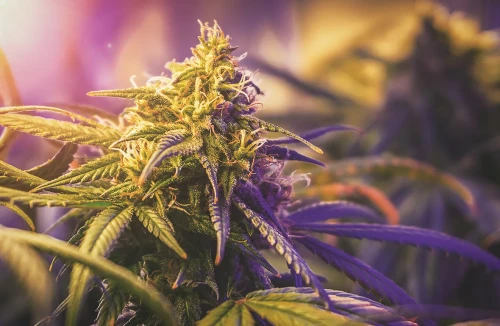 Cannabis Light Cycle Explained - Indoor & Outdoor