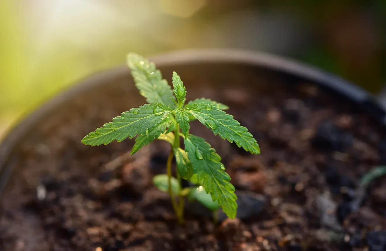 Want to know how to take care of your cannabis seedlings? Check it out! 