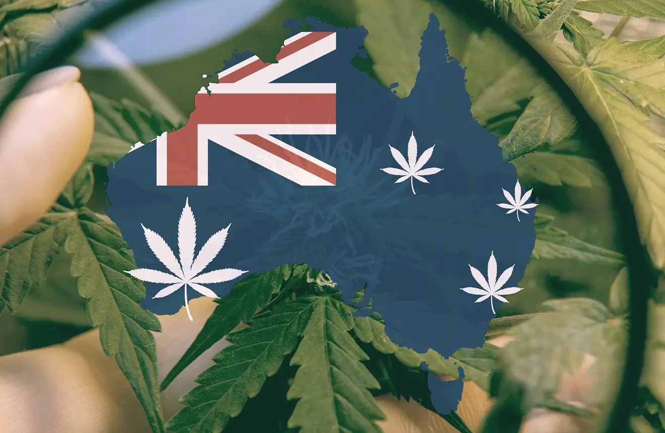 Buying cannabis seeds in Australia? Read this blog!