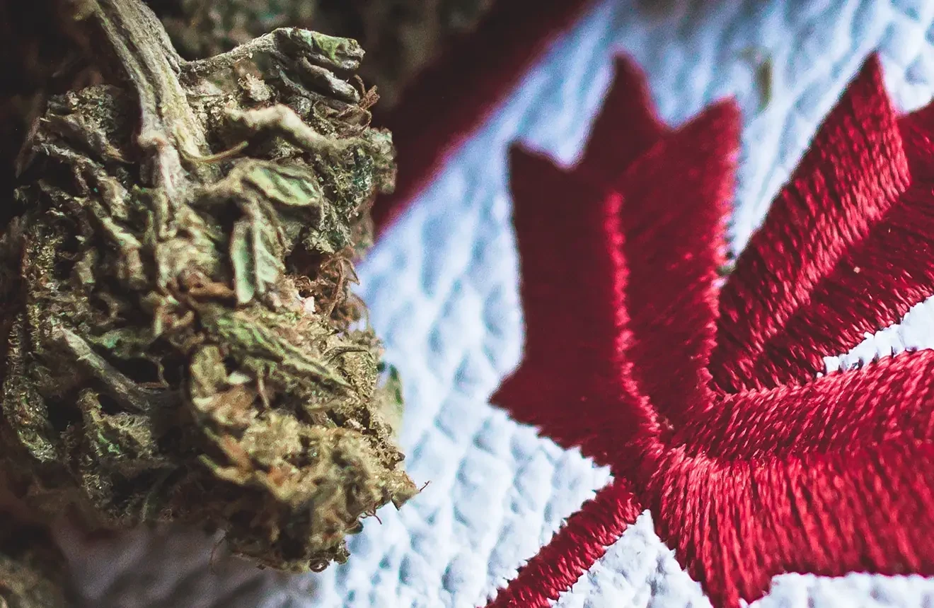 Buying cannabis seeds in Canada? Read everything you need to know in our new blog 