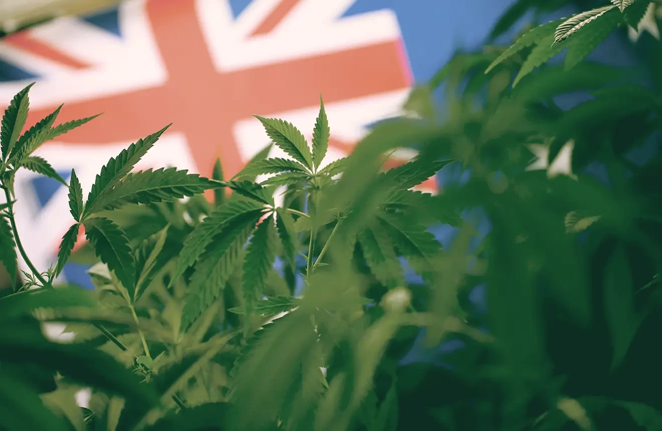 Planning to buy cannabis seeds in the UK? Check this blog!
