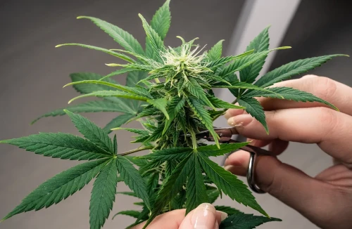 Guide To Defoliation (Autoflower) Cannabis Plants