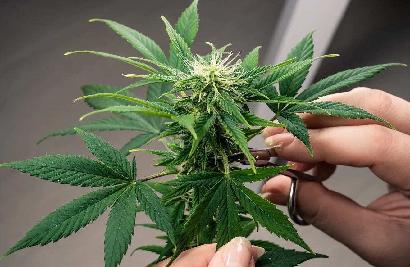 Defoliating autoflowers, how and when to apply it? 