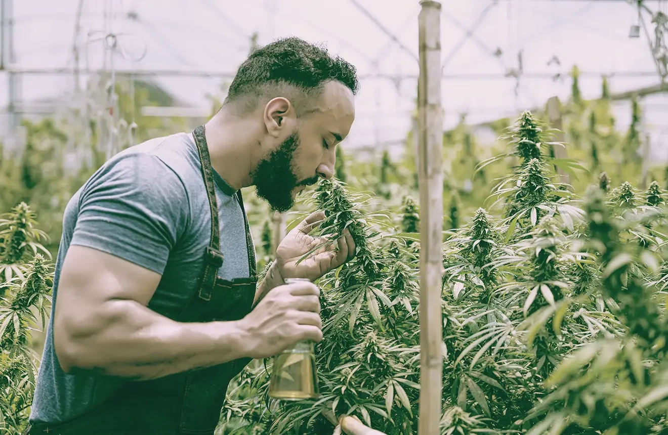 Does growing weed smell? Read this blog!