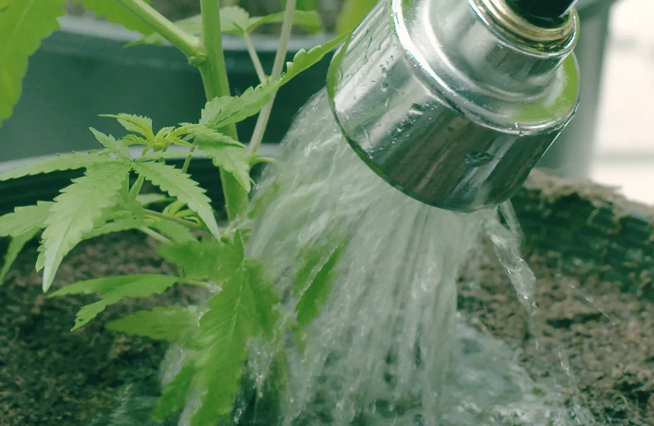 Curious why flushing weed is so important for your buds? Check it out! 