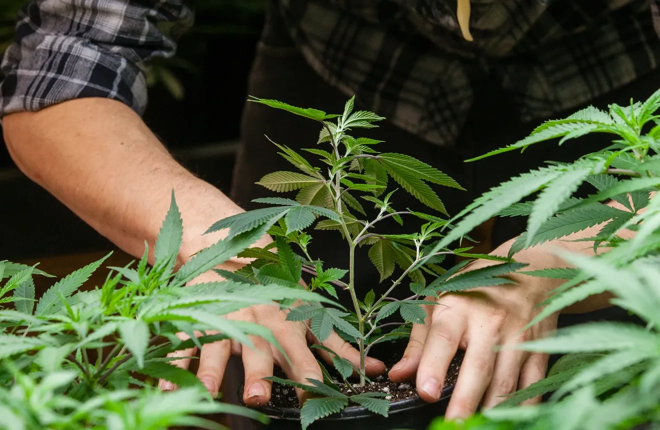 10 reasons to start growing your own weed