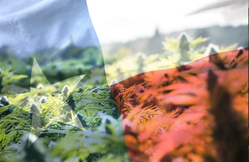 2021 Guide: Laws on Growing Weed in Texas
