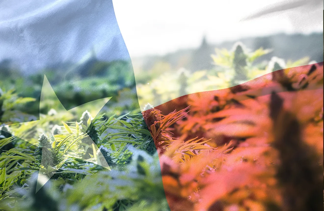 All you need to know about growing weed in Texas