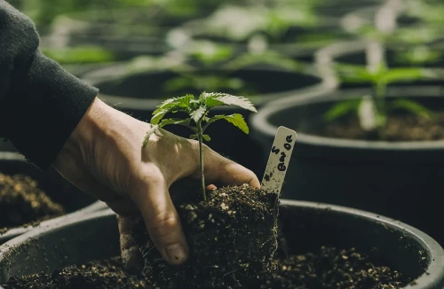 What you should know about: Growing weed outdoors in pots