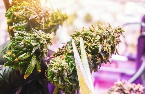 Guide: How To Trim Marijuana Plants?