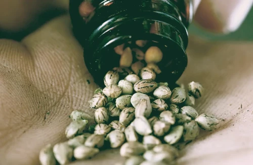 How Many Weed Seeds do You Need to Grow a Plant?