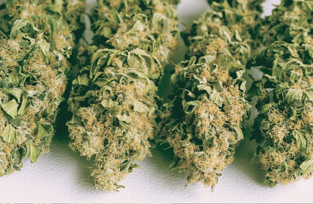 Wondering how to dry and cure cannabis? Read this blog!