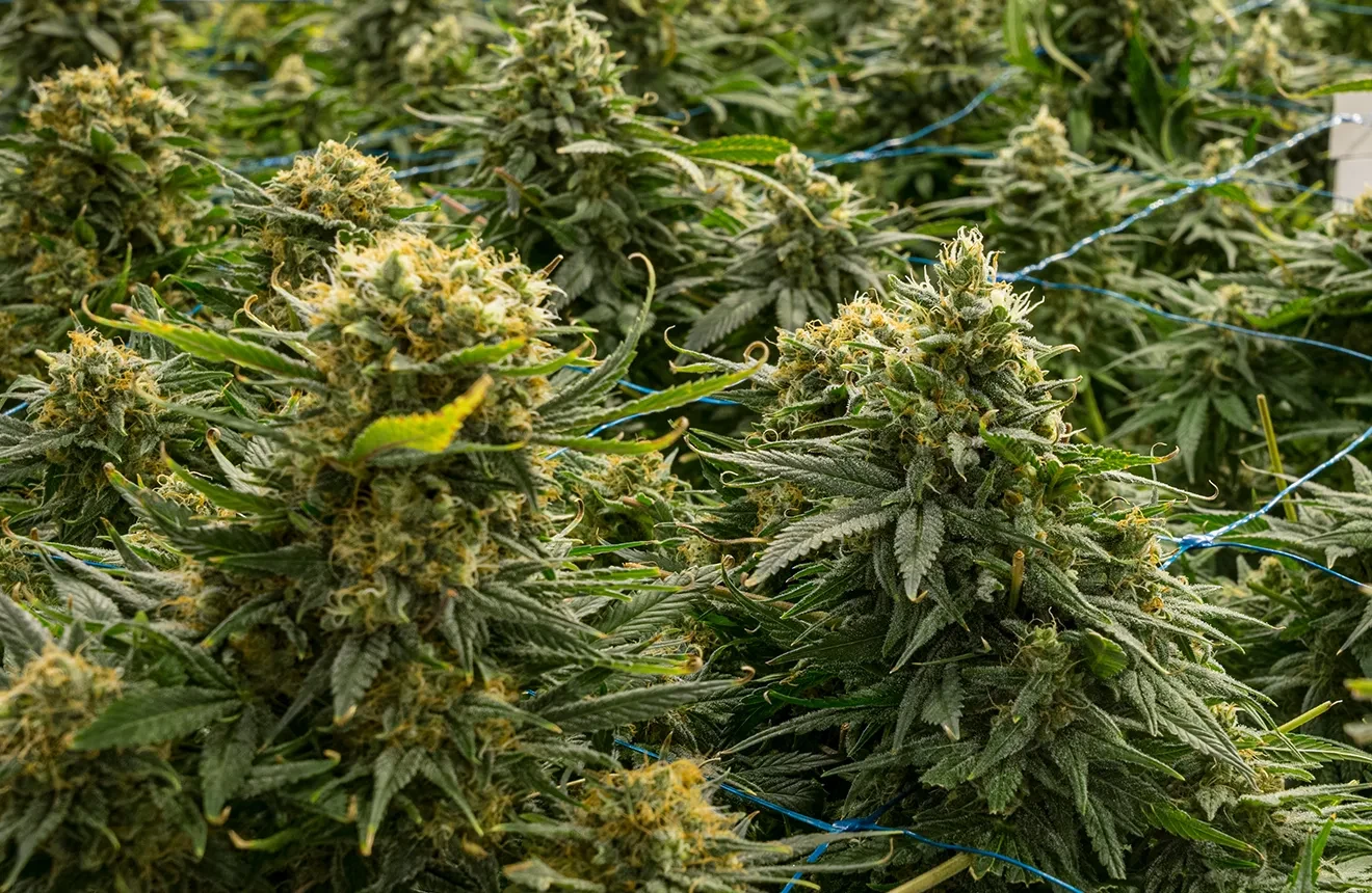 Wonder how to grow big buds? Check it out!
